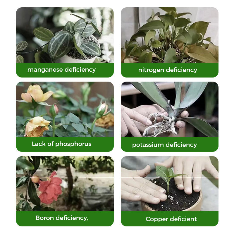 🪴🍃👍Kaufen Sie 2 und erhalten Sie 1 gratis🔥Universal schnellblühendes Pulver für Blumenpflanzen