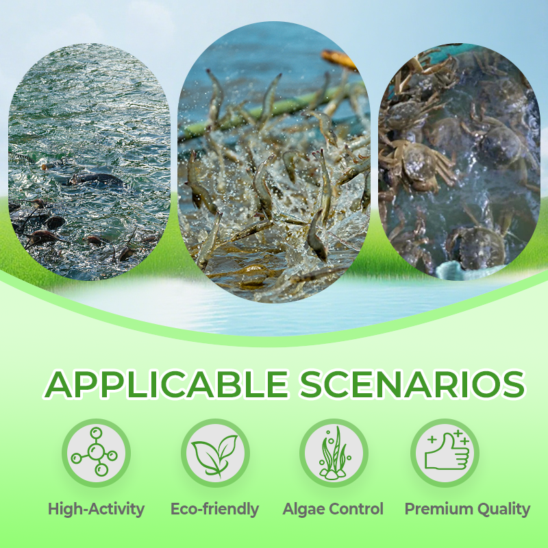 Multifunktionales Futterergänzungspulver für Aquakultur 🌊🐟✨