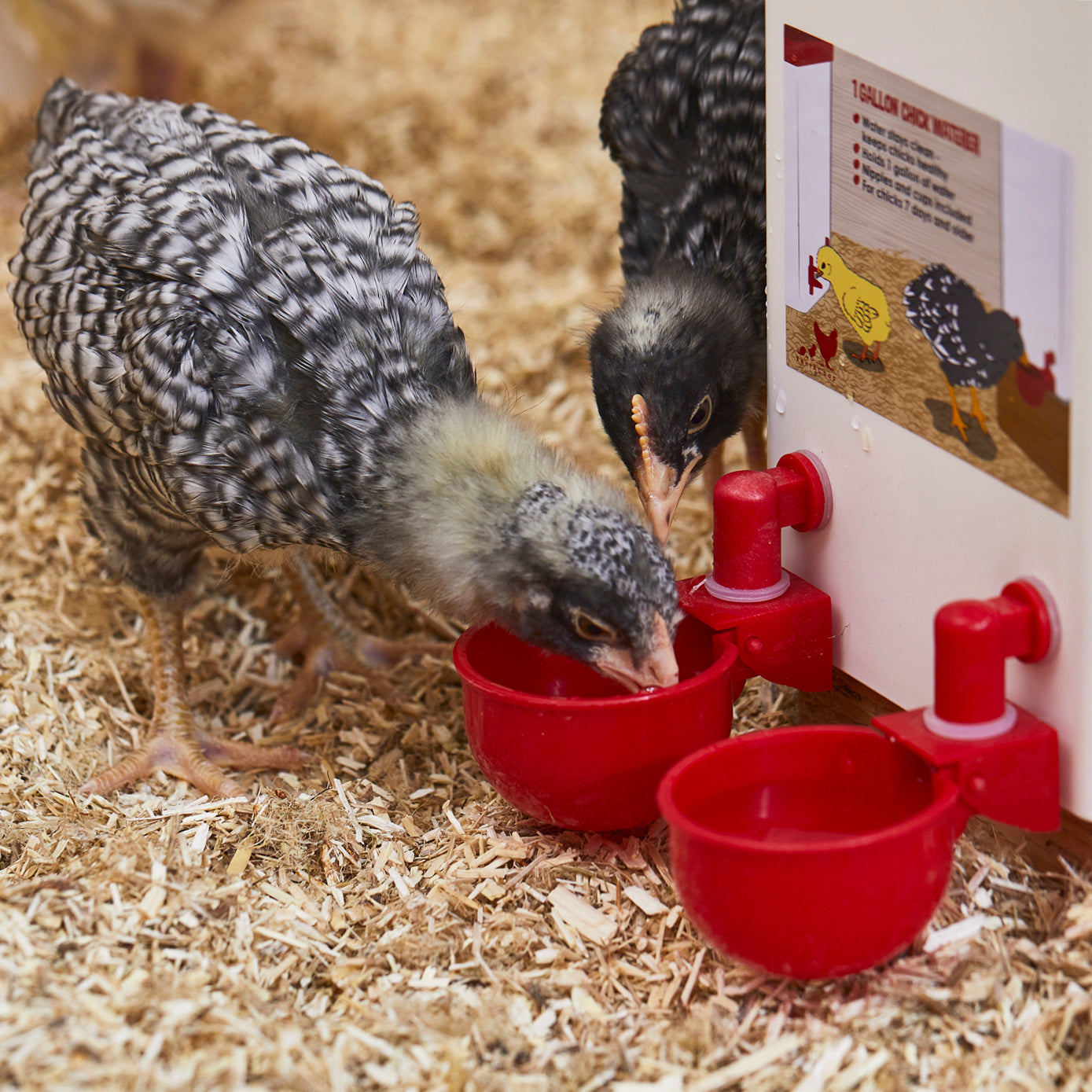 🔥🔥Geschenk für Hühnerliebhaber 49% OFF--🔥Automatische Hühnertränke Vogelhäuschen