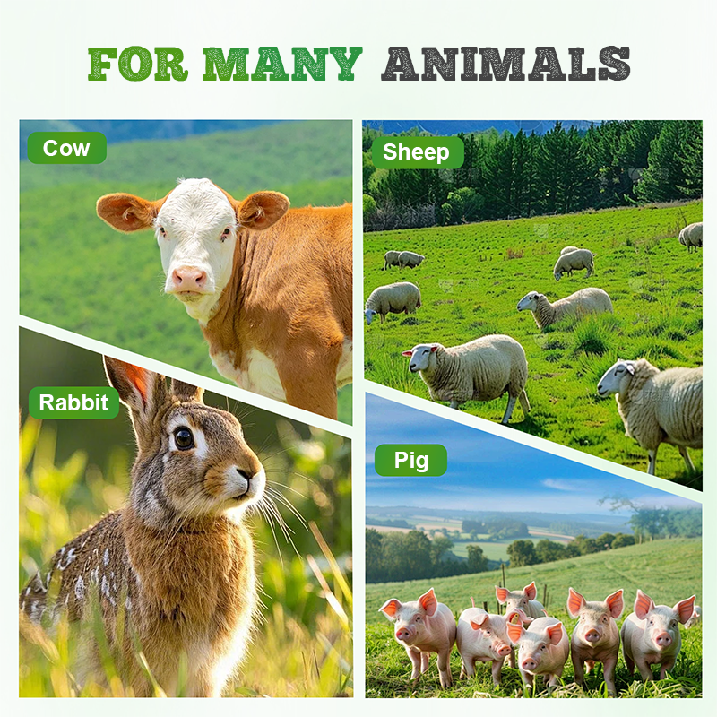 Robuste und schnell wachsende Weidelgrassamen