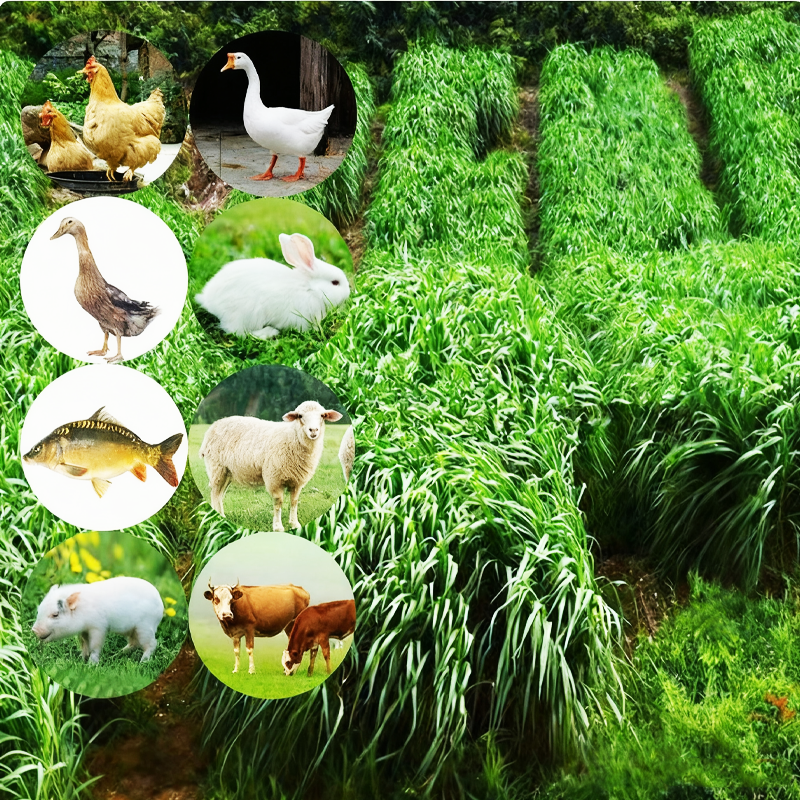 Robuste und schnell wachsende Weidelgrassamen