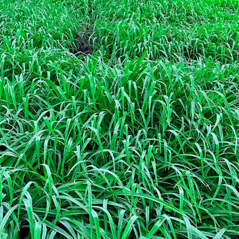 Robuste und schnell wachsende Weidelgrassamen