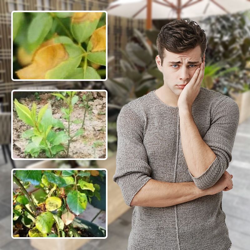 Konzentrierte Nährstofflösung für Blumen und Pflanzen