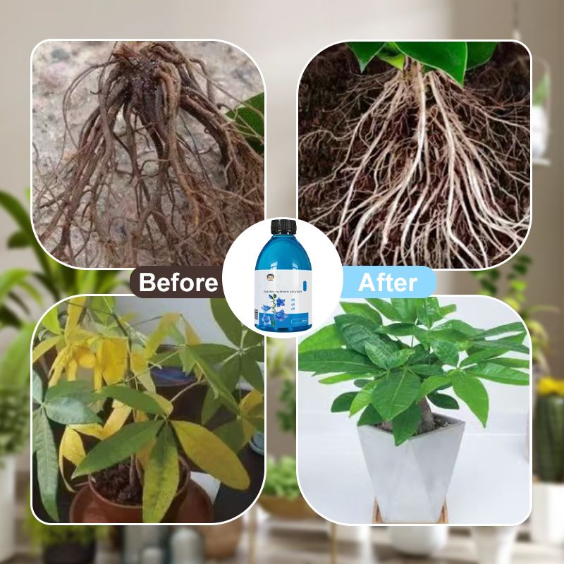 Konzentrierte Nährstofflösung für Blumen und Pflanzen