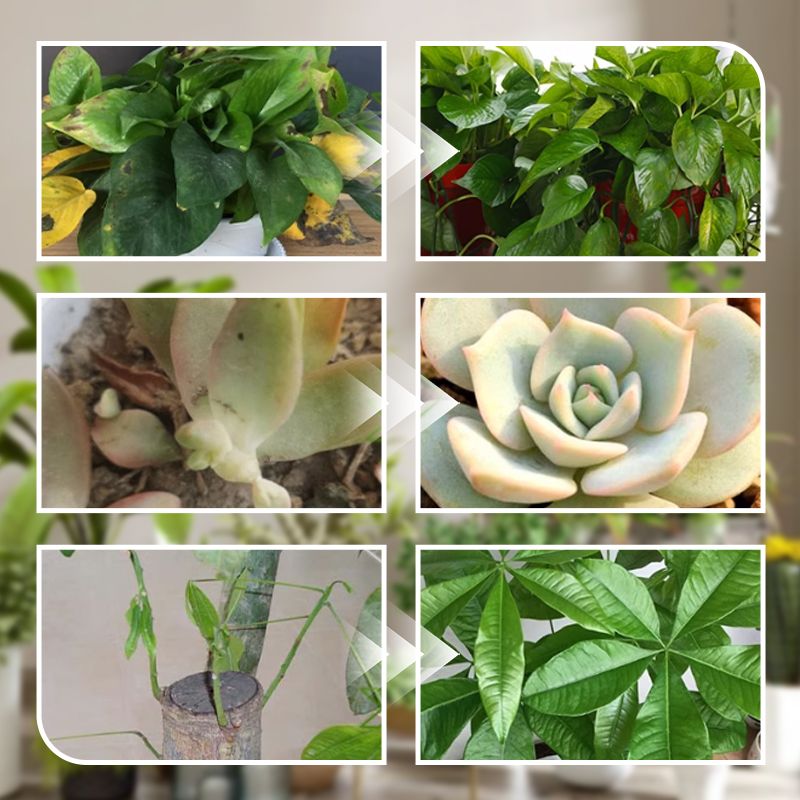 Konzentrierte Nährstofflösung für Blumen und Pflanzen