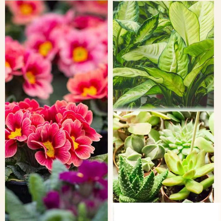 Konzentrierte Nährstofflösung für Blumen und Pflanzen