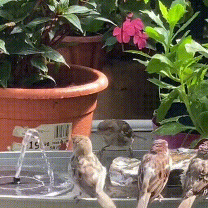 ⏳Zeitlich begrenztes Sonderangebot⏰Kompakte Solar-Vogelbrunnenpumpe – Beleben Sie Ihren Garten! 🐦️