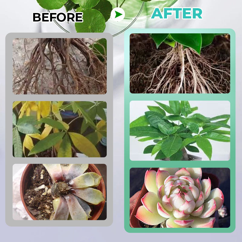 Hydrokultur-Nährlösung: Wachstumsbooster für Pflanzen 🌱⚗️💚