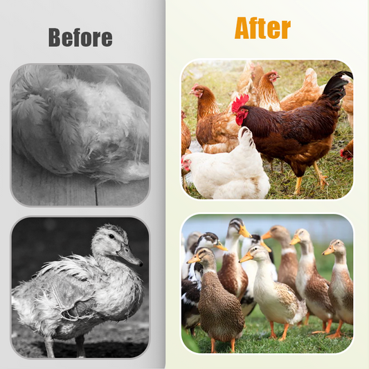 🐓Natürliches inneres und äußeres Entwurmungsmittel für Hühner