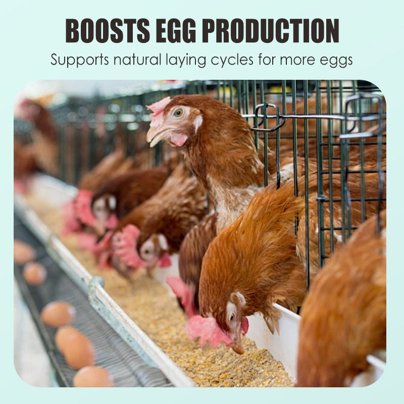 🐓🥚Eier-Booster Futterergänzung