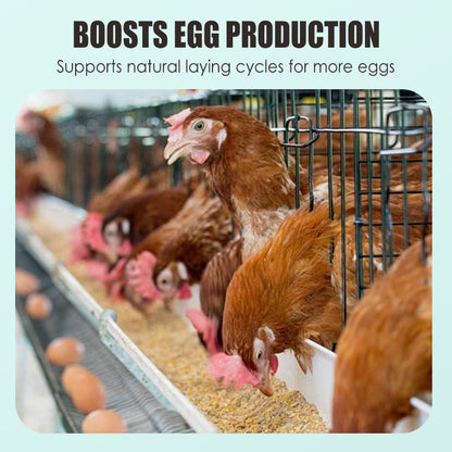 🐓🥚Eier-Booster Futterergänzung
