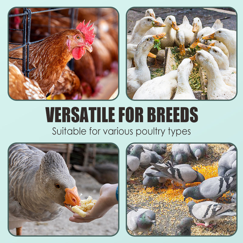 🐓🥚Eier-Booster Futterergänzung