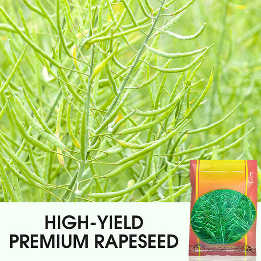 High-Yield Premium Rapeseed