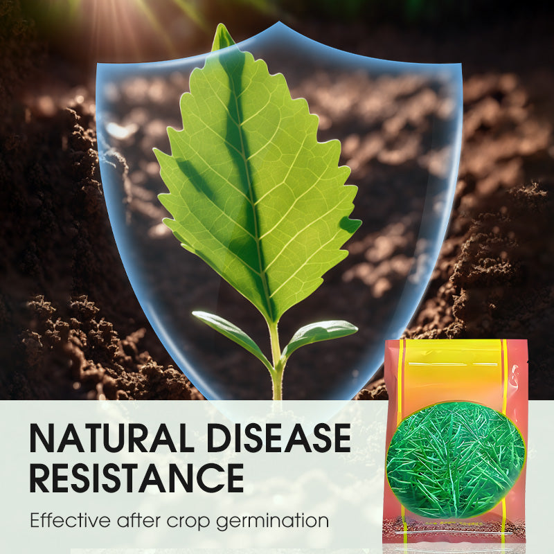 High-Yield Premium Rapeseed