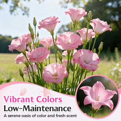 Gemischte Lisianthus-Samen – Einfach zu ziehen