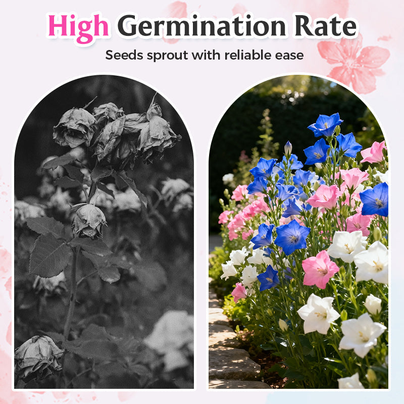 Gemischte Lisianthus-Samen – Einfach zu ziehen