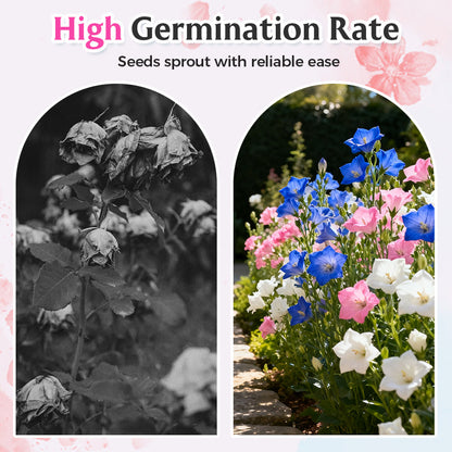 Gemischte Lisianthus-Samen – Einfach zu ziehen