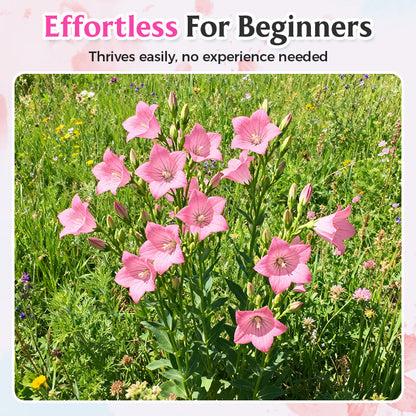 Gemischte Lisianthus-Samen – Einfach zu ziehen