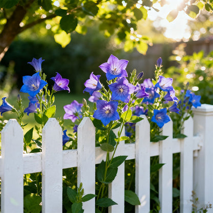 Gemischte Lisianthus-Samen – Einfach zu ziehen