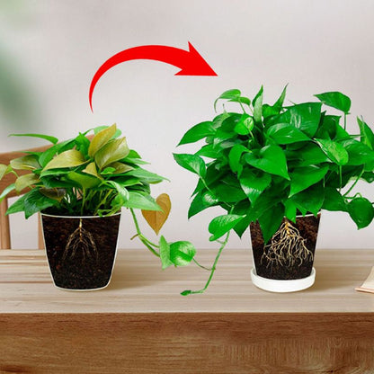 Allzweck-Konzentrat-Nährstofflösung-Dünger🍃