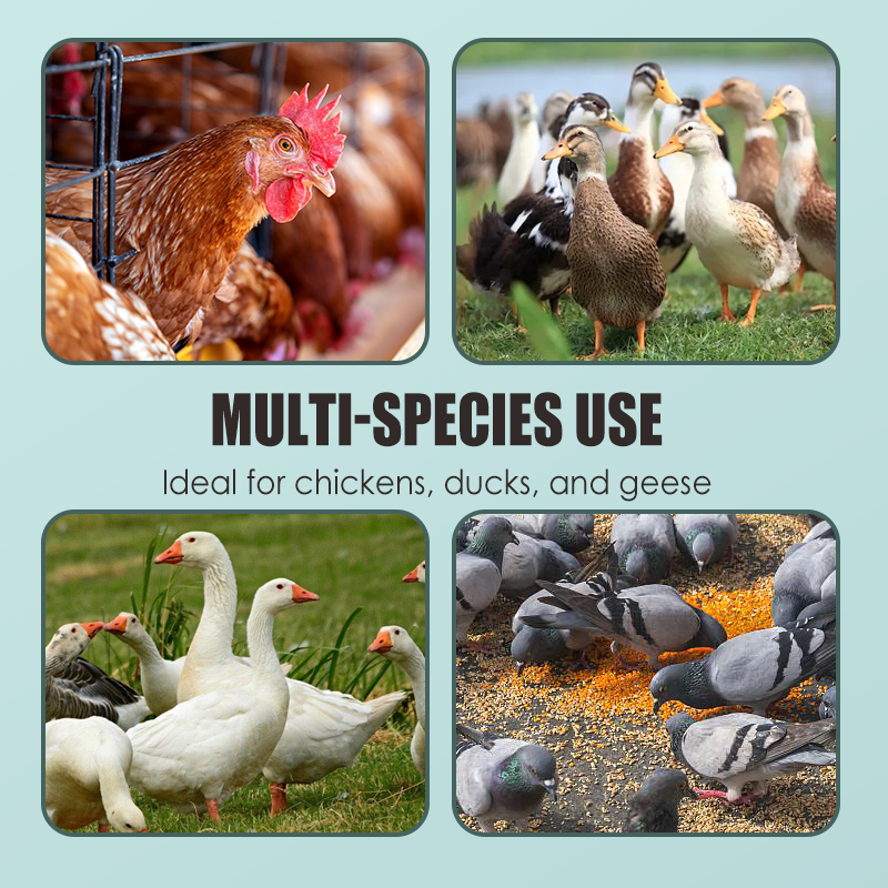 Natürliche Formel-Tabletten für Geflügel