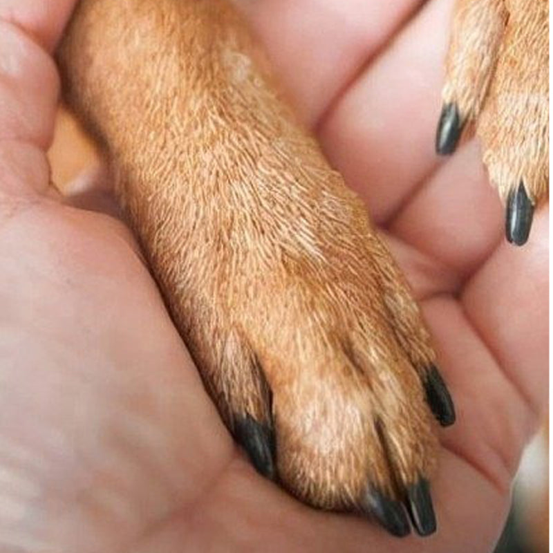 🐕 KAUFE 2, ERHALTE 1 GRATIS! 🔥 Hundenagelfeile aus Holz mit austauschbaren Schleifpads – Sanft & leise – Ideal für Hunde, Katzen & Kleintiere – präzise Pflege ohne Stress 🐾✨
