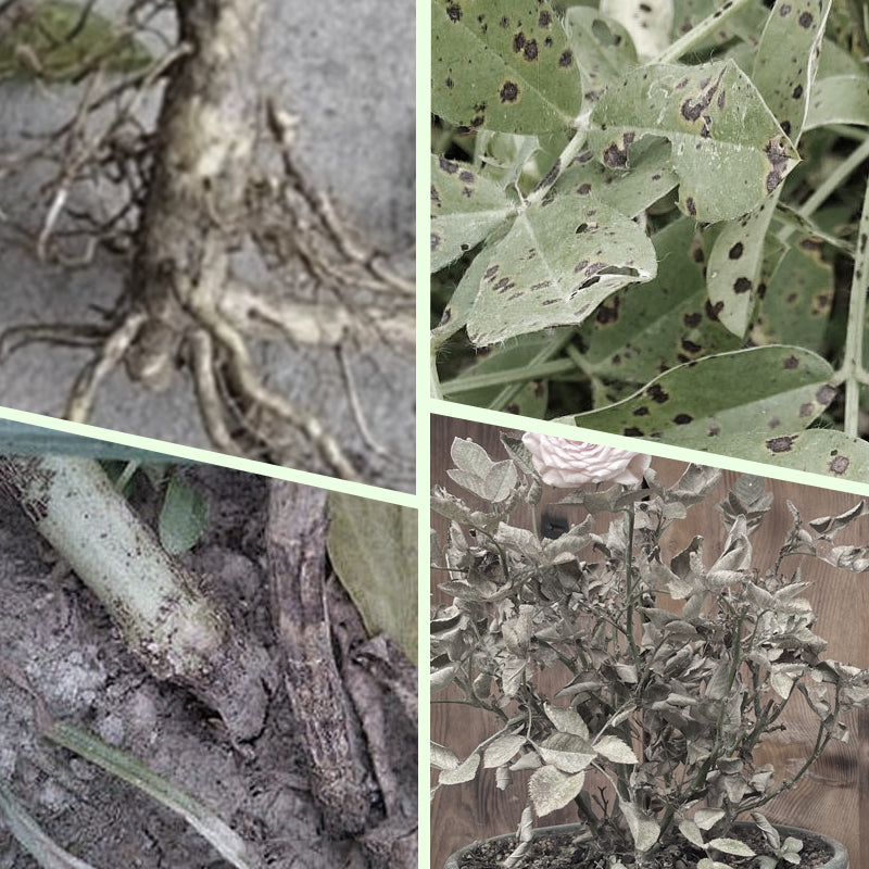 Langzeit-Düngerstäbchen für Pflanzen