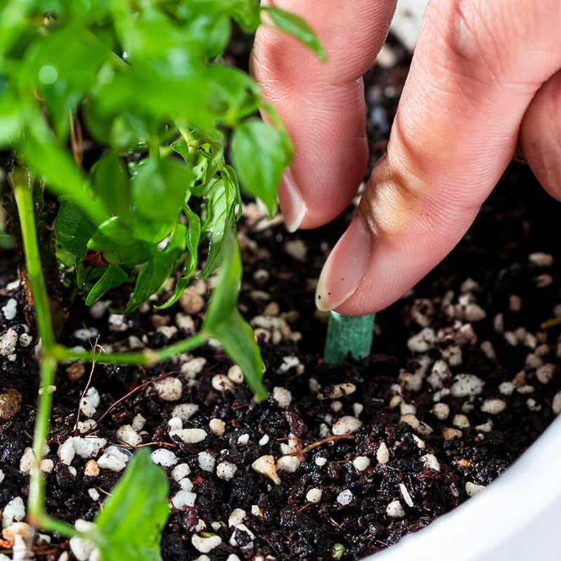 Langzeit-Düngerstäbchen für Pflanzen