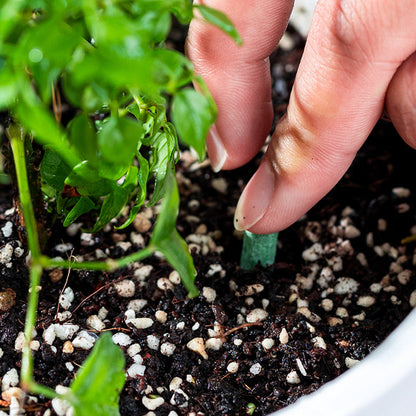 Langzeit-Düngerstäbchen für Pflanzen